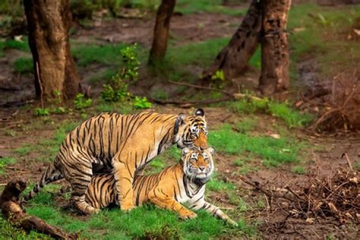 Do animals mate with other species?