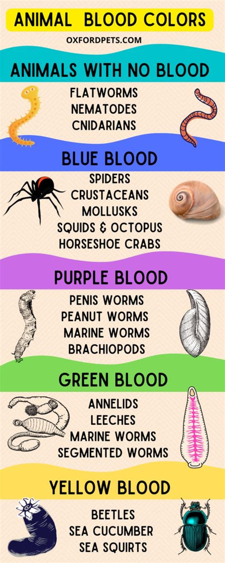 Do any animals have green blood?