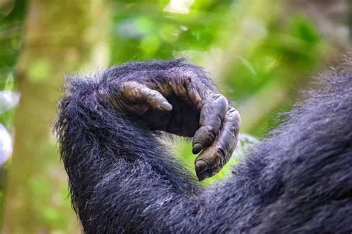 Do any animals have six fingers?