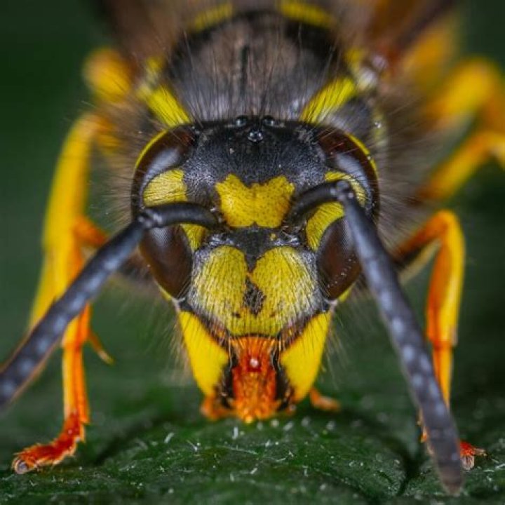 Do any wasps make honey?