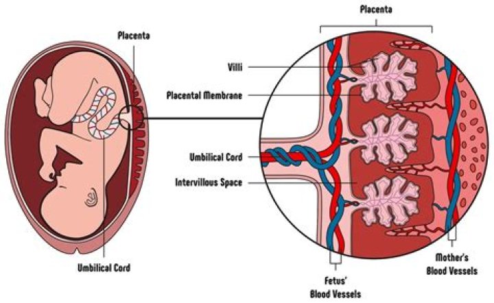 Do babies lick the placenta?