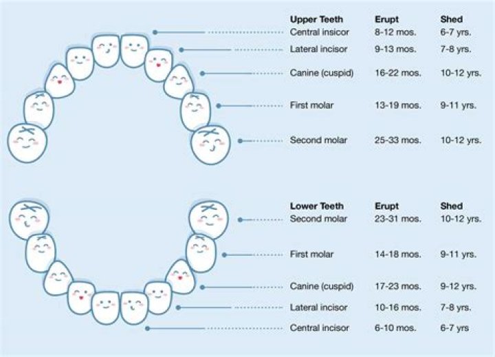 Do baby teeth come in pairs?