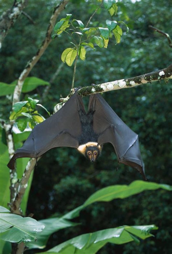 Do bats hang upside down when dead?
