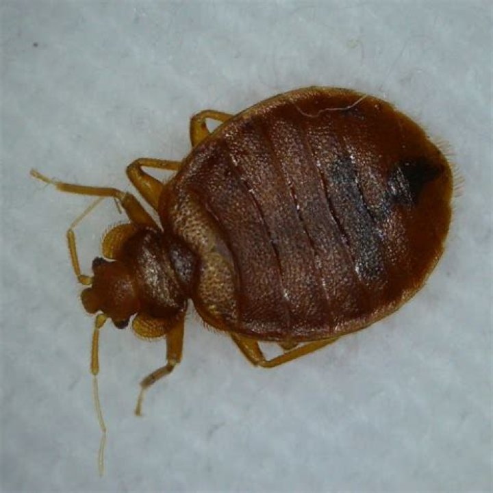 Do bed bugs like bathrooms?