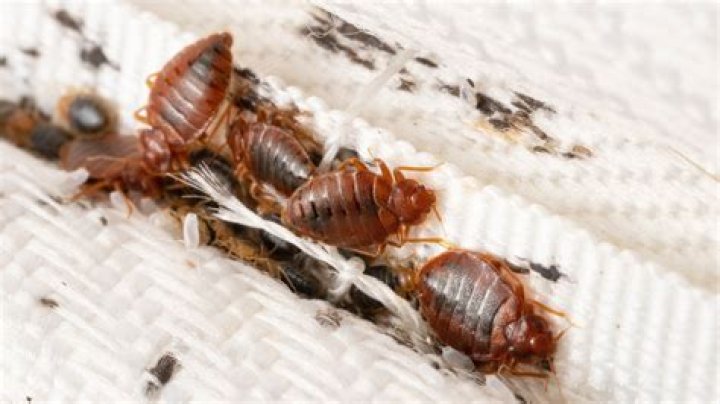 Do bedbugs drown in water?