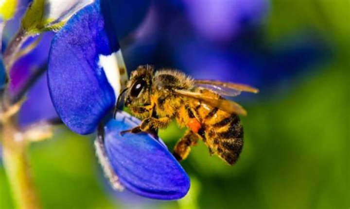Do bees have poop?