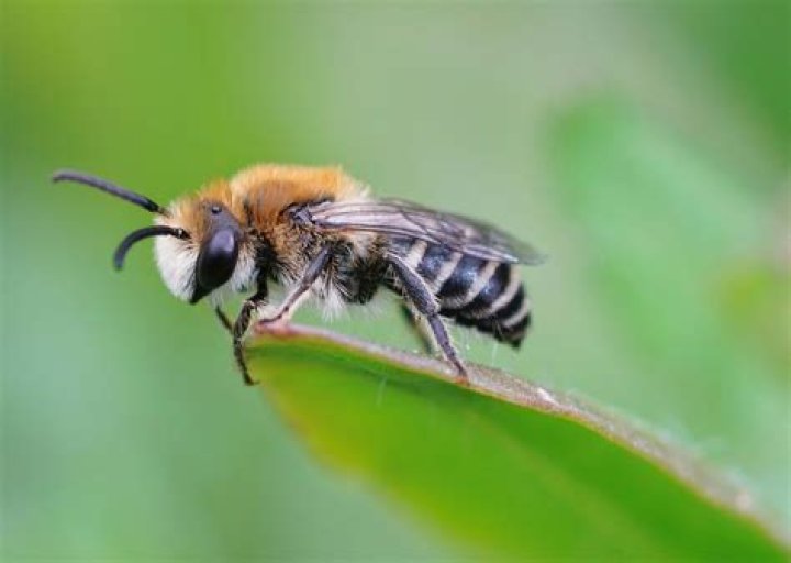 Do bees like cilantro?