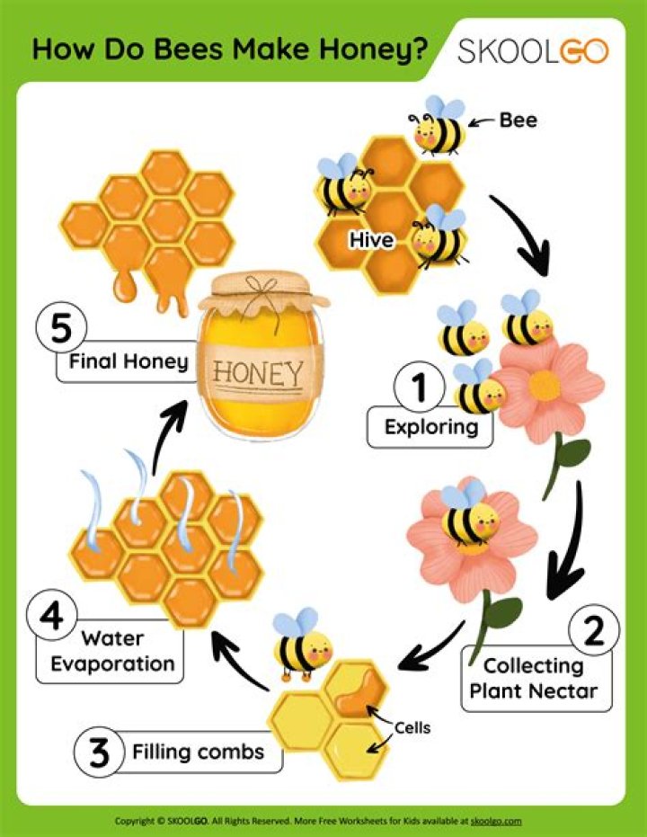 Do bees poop out honey?