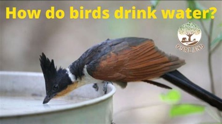 Do birds like tap water?