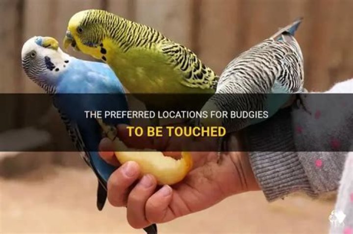 Do birds like to be touched?