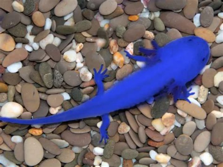 Do blue axolotls exist?