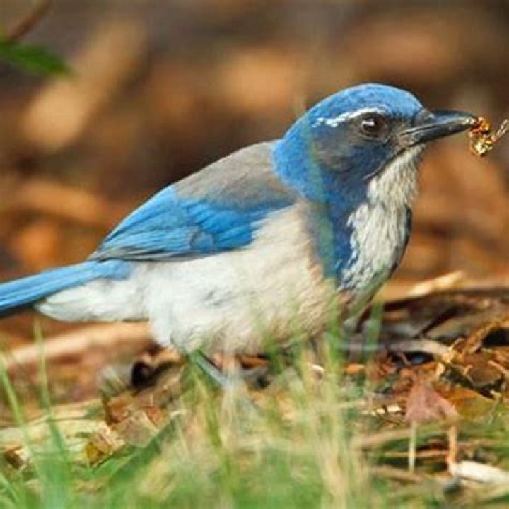 Do Blue Jays eat yellow jackets?