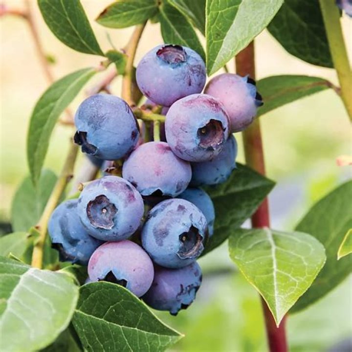 Do blueberries fruit on old or new wood?