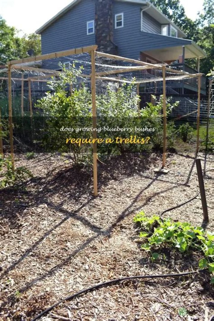 Do blueberry bushes need a trellis?