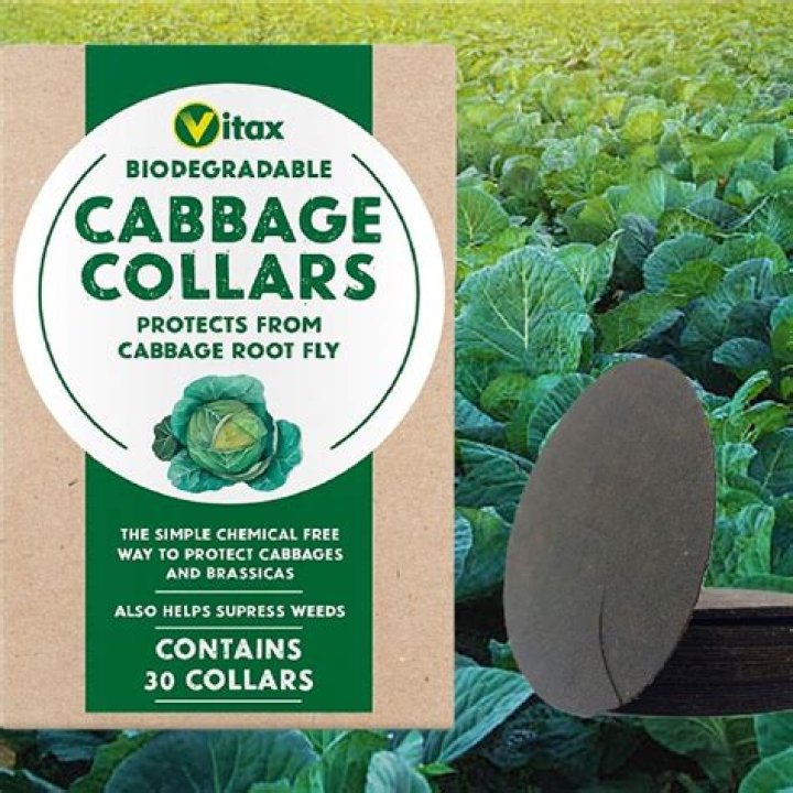 Do cabbage collars stop slugs?