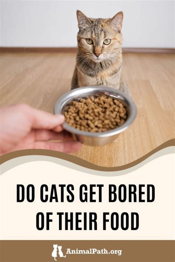 Do cats get bored of eating the same food?