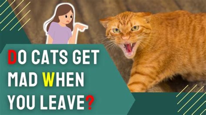 Do cats get mad when you leave?
