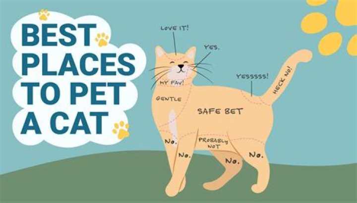 Do cats like their tails touched?