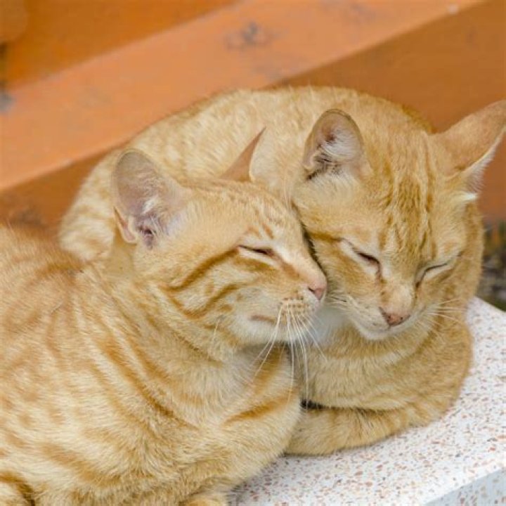 Do cats like to be talked too?