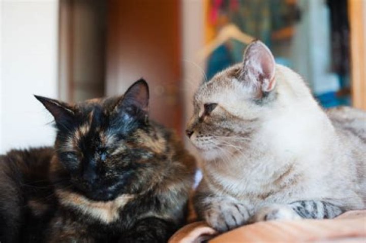Do cats miss other cats when separated?
