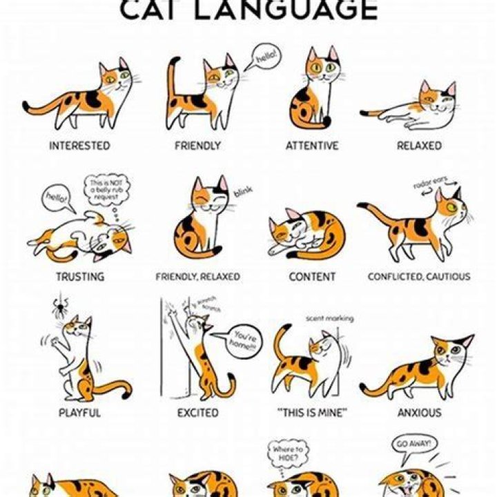 Do cats recognize their owners voice?