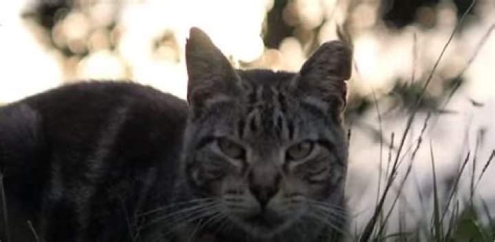 Do cats sleep with you to protect you?