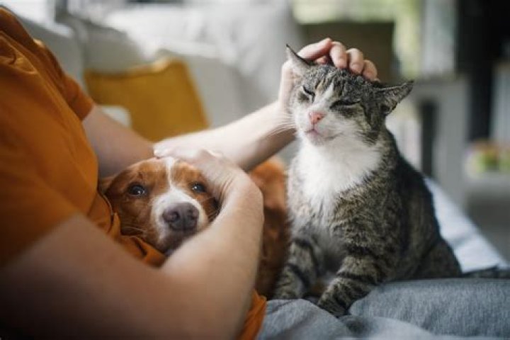 Do cats think we are their mothers?