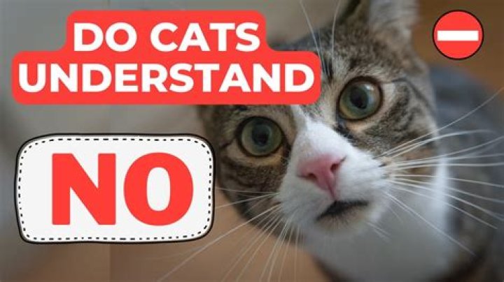 Do cats understand windows?