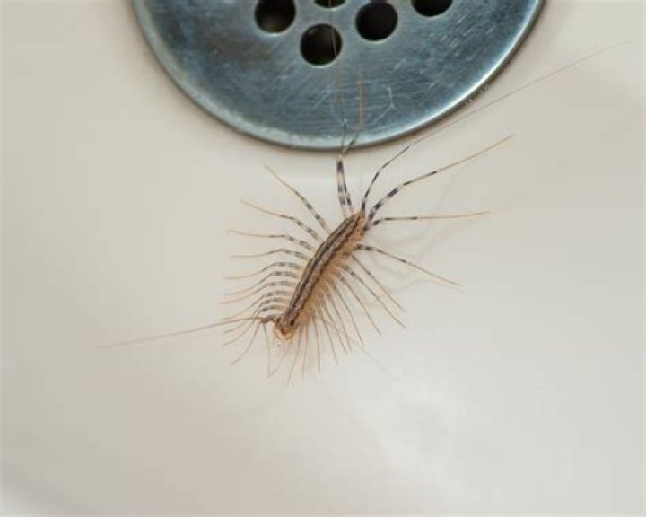Do centipedes grow legs back?