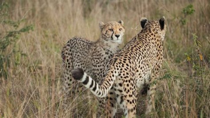 Do cheetahs meow like cats?