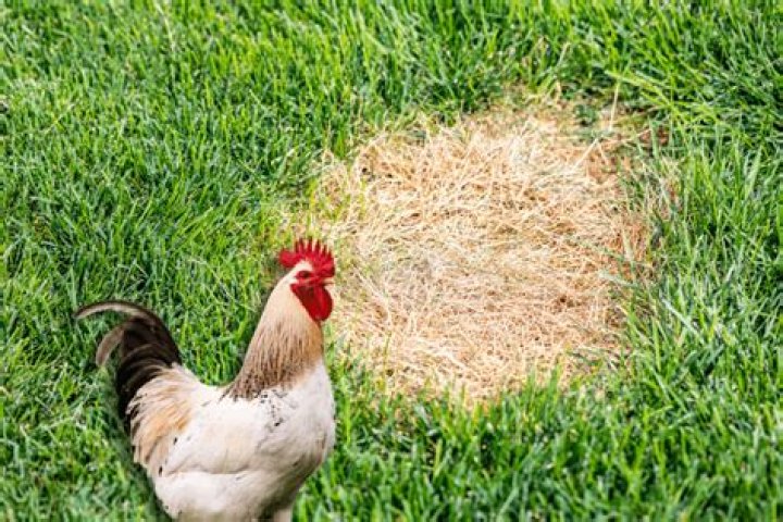 Do chickens destroy lawns?