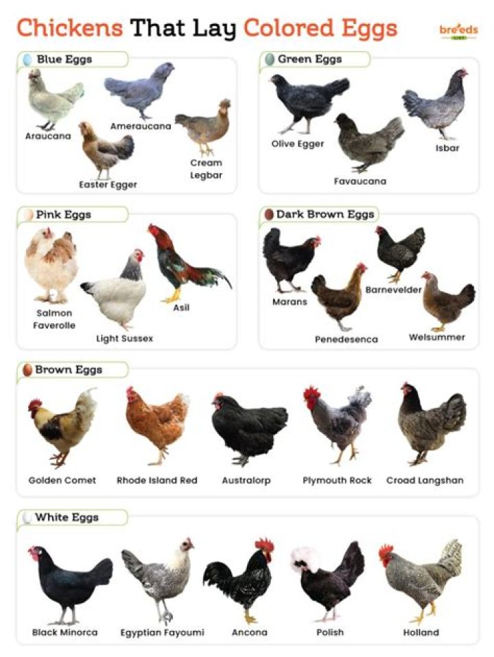 Do chickens hate the colour red?