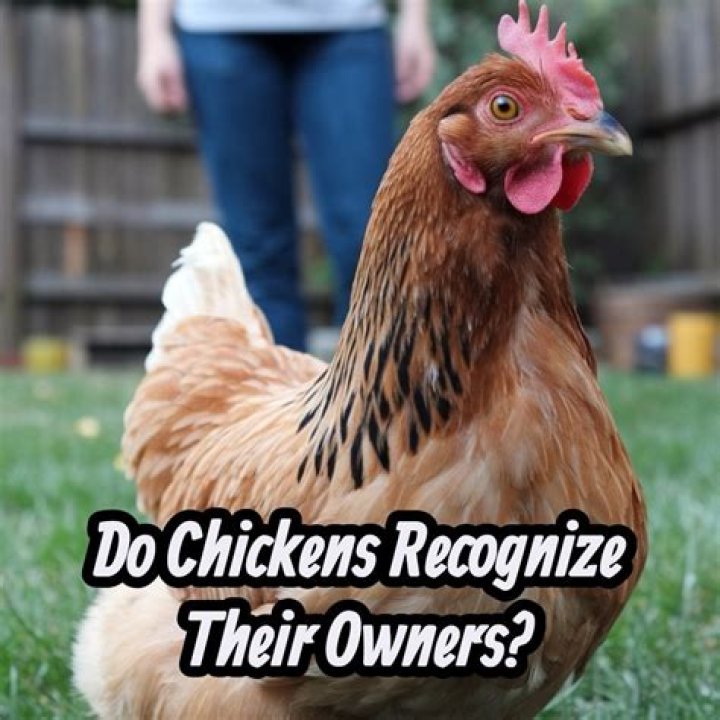 Do chickens Recognise their owners?