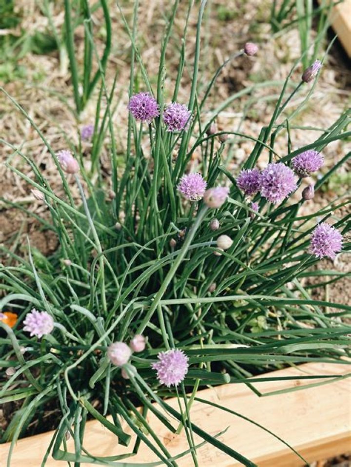 Do chives grow back after winter?