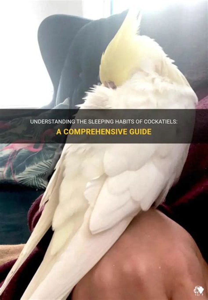 Do cockatiels need to sleep in the dark?