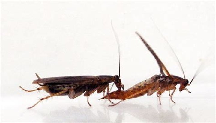 Do cockroaches mate?