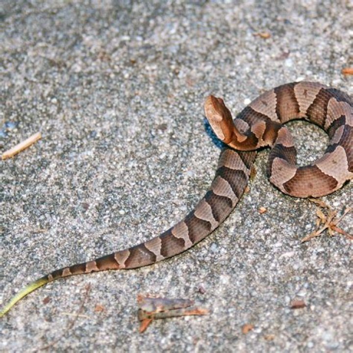 Do cottonmouths and copperheads mate?