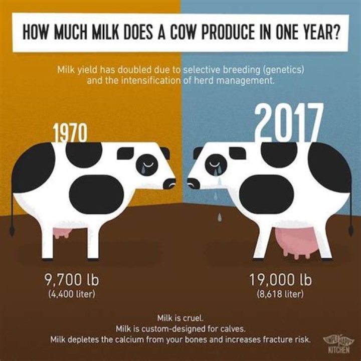 Do cows explode if not milked?