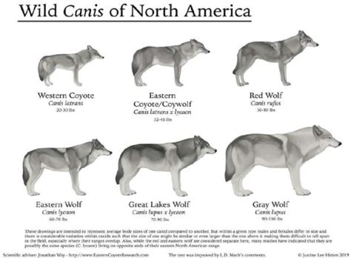 Do Coywolves exist?