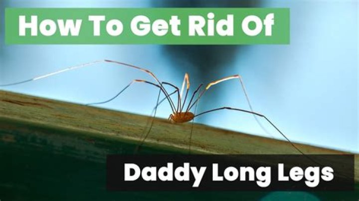 Do Daddy Long Legs smell?