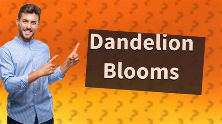 Do dandelions only bloom once?