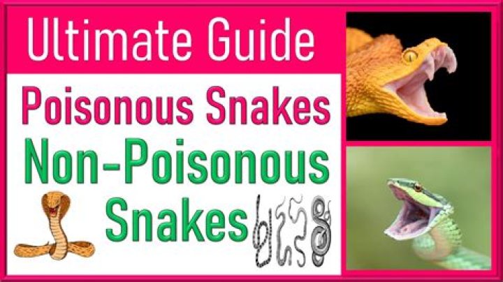 Do dogs know what snakes are?