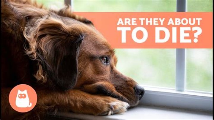 Do dogs know when they are punished?