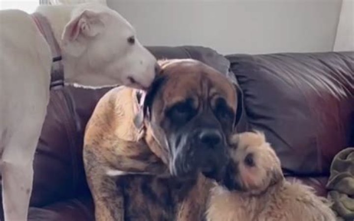 Do dogs like abusive owners?