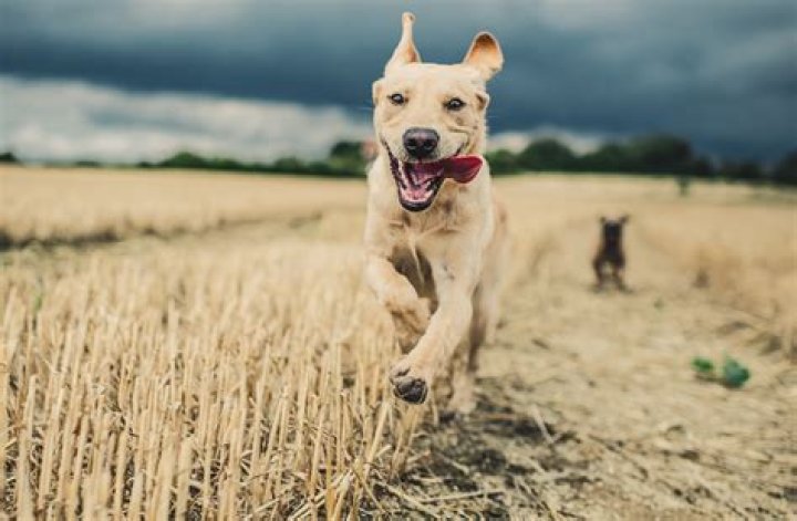 Do dogs like being celebrated?