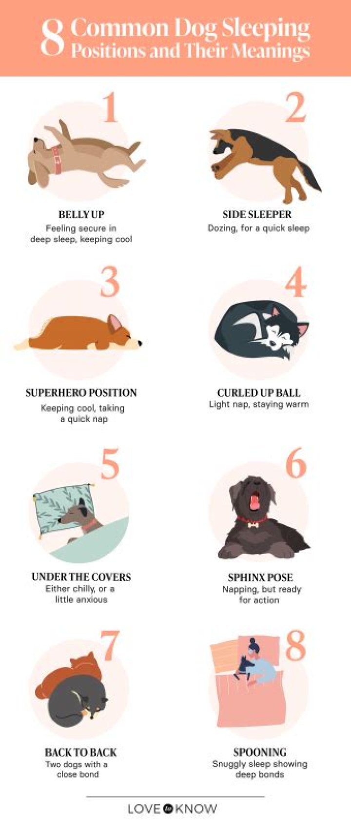 Do dogs like being touched while sleeping?