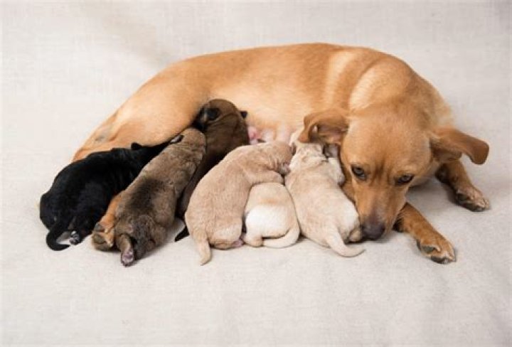 Do dogs lose interest in their puppies?