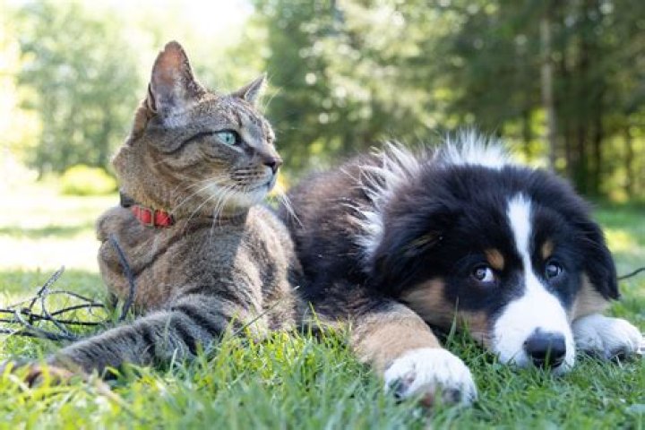 Do dogs love cats?