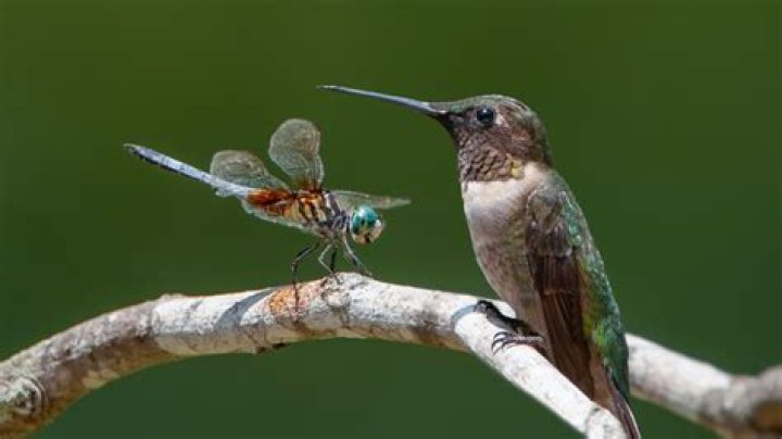 Do dragonflies harm hummingbirds?
