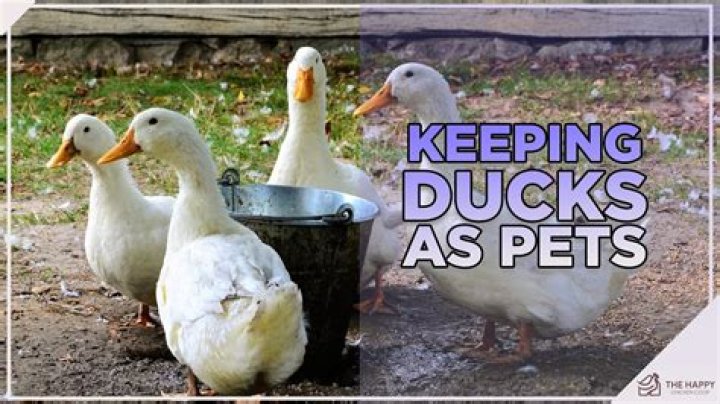 Do ducks like being petted?